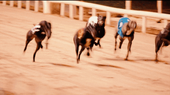 Gif shows a selection of images of a night out at Greyhound Racing including racing, food and drink and people cheering.
