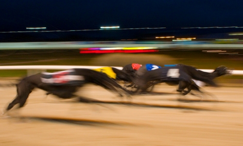 Greyhounds can reach a fast speed in just seconds - as you can see in this picture as they blur past the camera