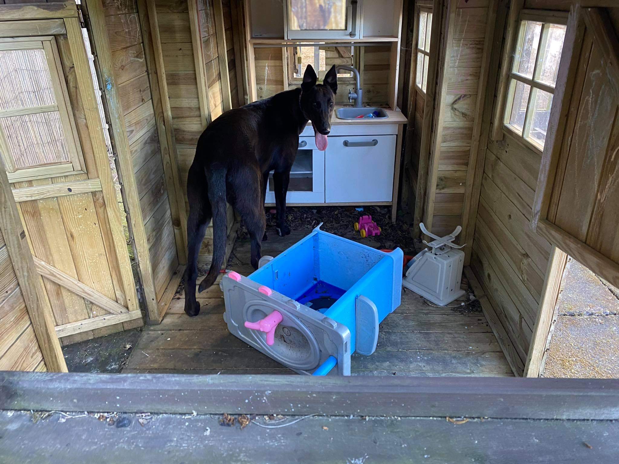 Susie Sapphire as a puppy