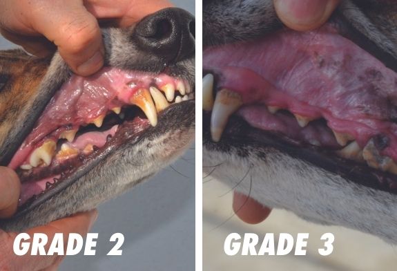 Pictures of a greyhound's teeth in grade 2 and grade 3